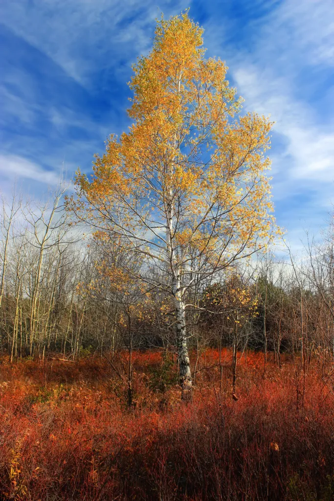 paper birch (Betula papyrifera) – in its natural habitat, plant photo