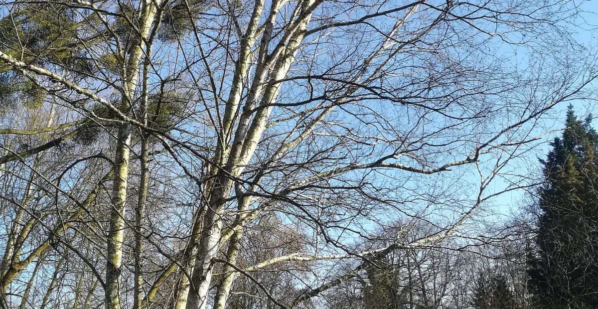 paper birch (Betula papyrifera) – plant photo