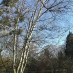 paper birch (Betula papyrifera) – plant photo