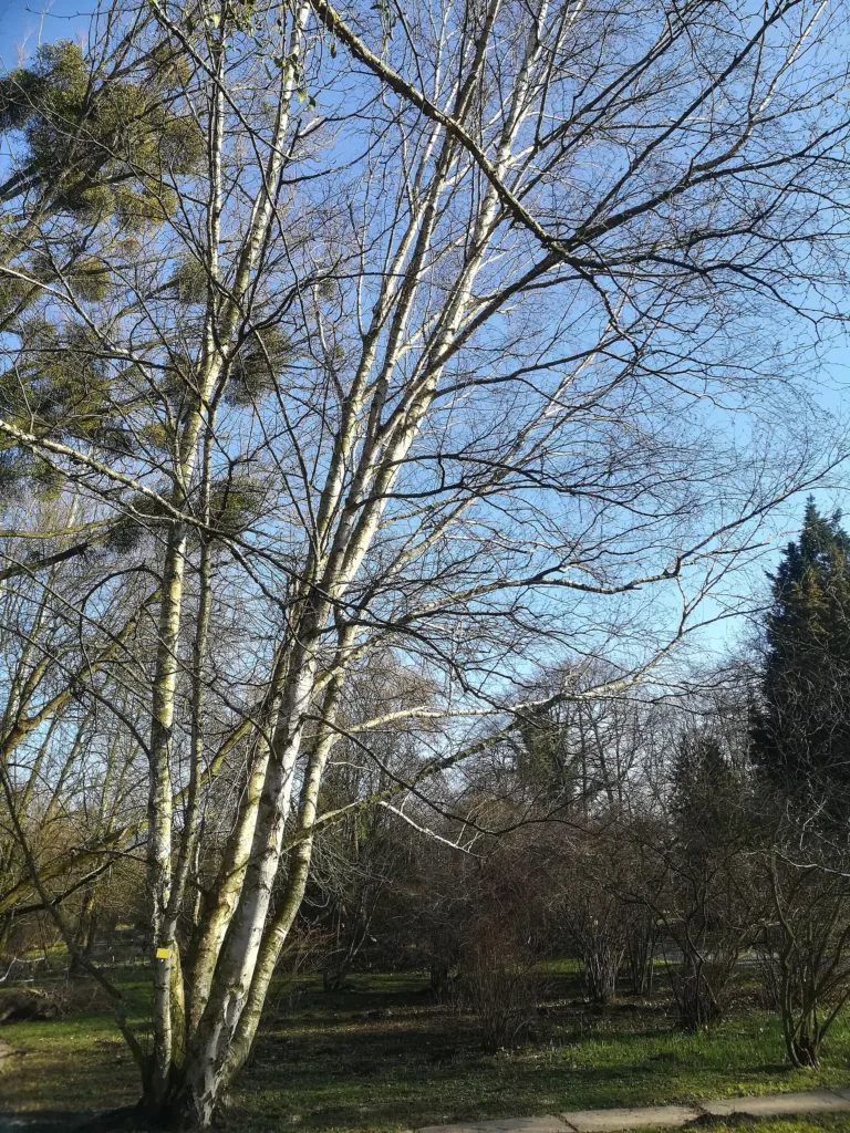 Betula papyrifera