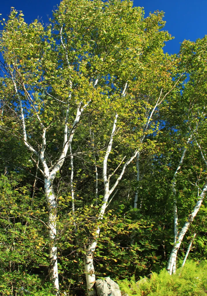 paper birch (Betula papyrifera) – characteristic appearance, plant photo