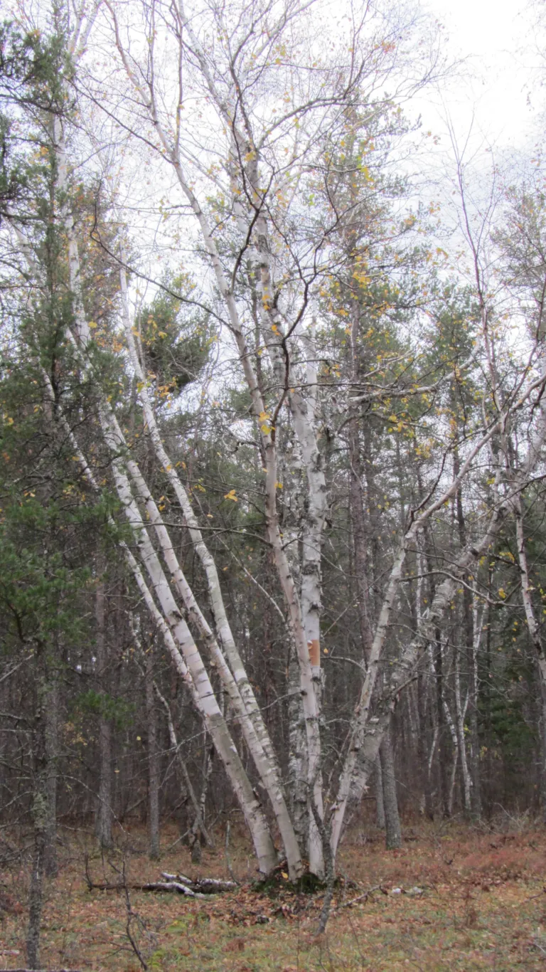 paper birch (Betula papyrifera) – in a garden setting, plant photo