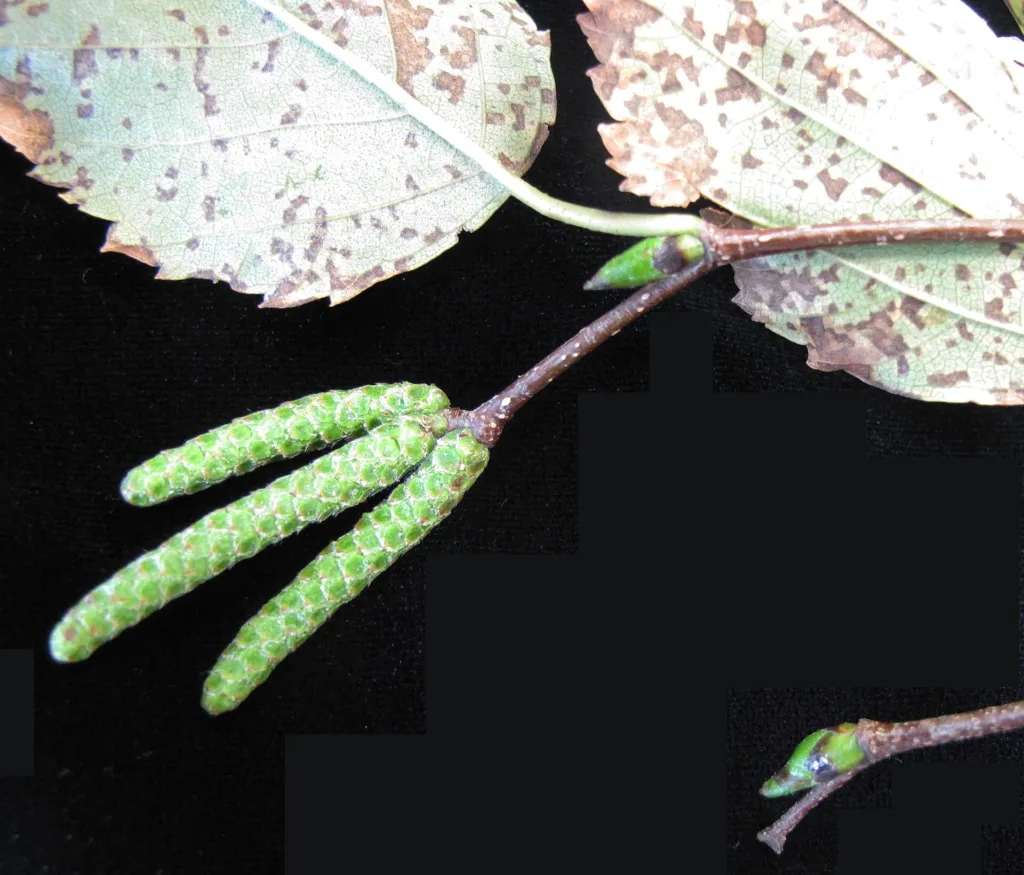 paper birch (Betula papyrifera) – characteristic appearance, plant photo