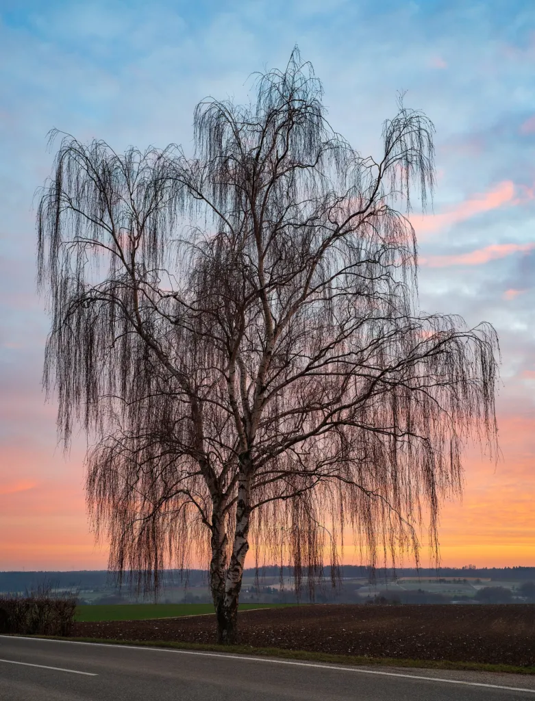 breza previsnutá (Betula pendula) – typický vzhľad, fotografia rastliny