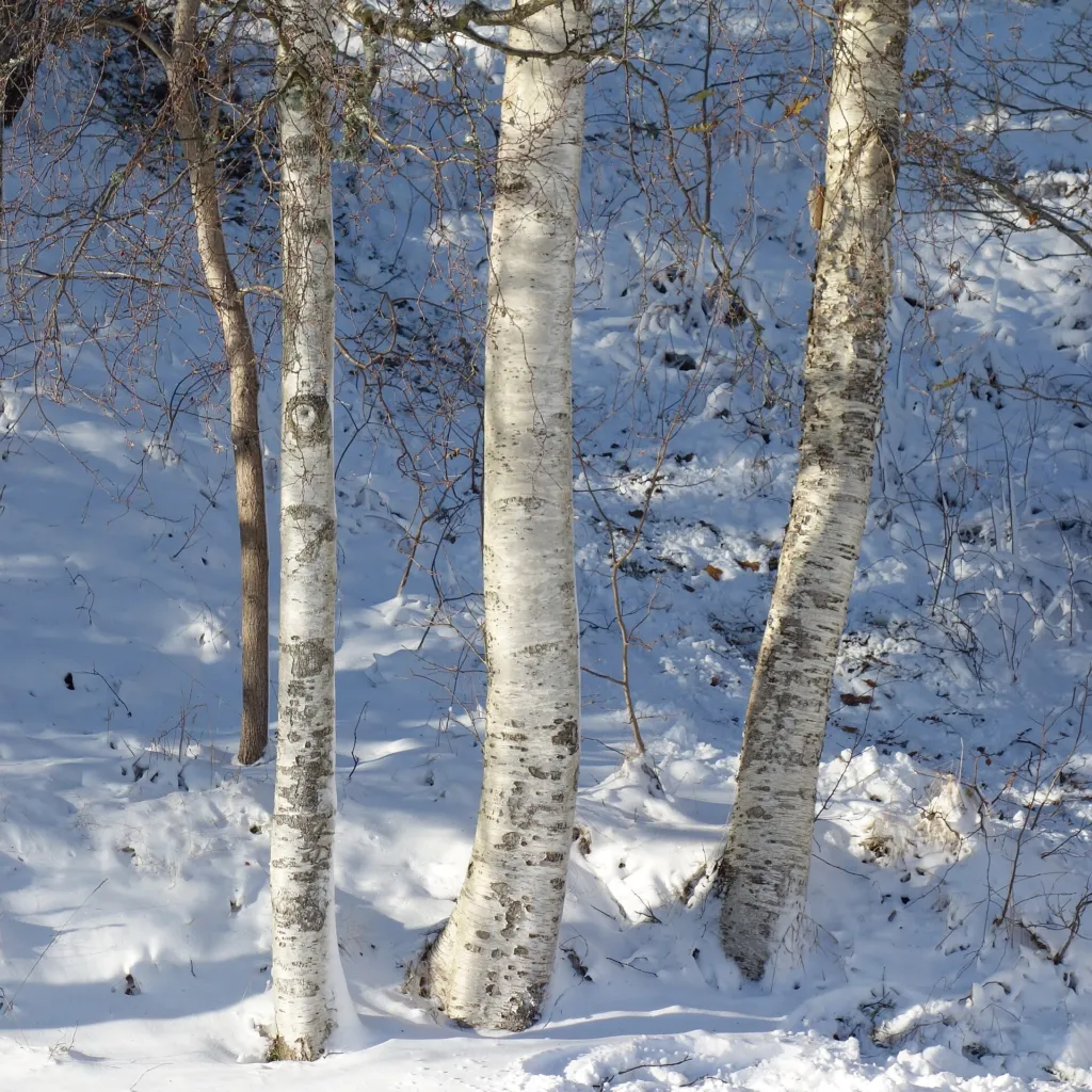 breza previsnutá (Betula pendula) – typický vzhľad, fotografia rastliny