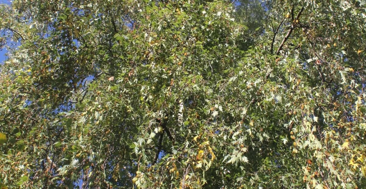 Betula pendula 'Laciniata' – Pflanzenfoto