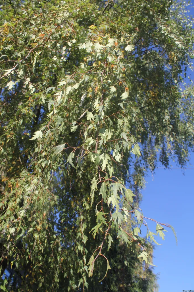 Cutleaf European White Birch (Betula pendula 'Laciniata') – characteristic appearance, plant photo