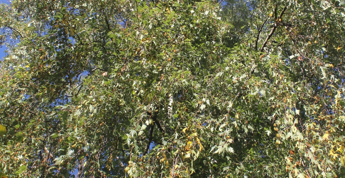 Cutleaf European White Birch (Betula pendula 'Laciniata') – plant photo