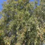 Cutleaf European White Birch (Betula pendula 'Laciniata') – plant photo