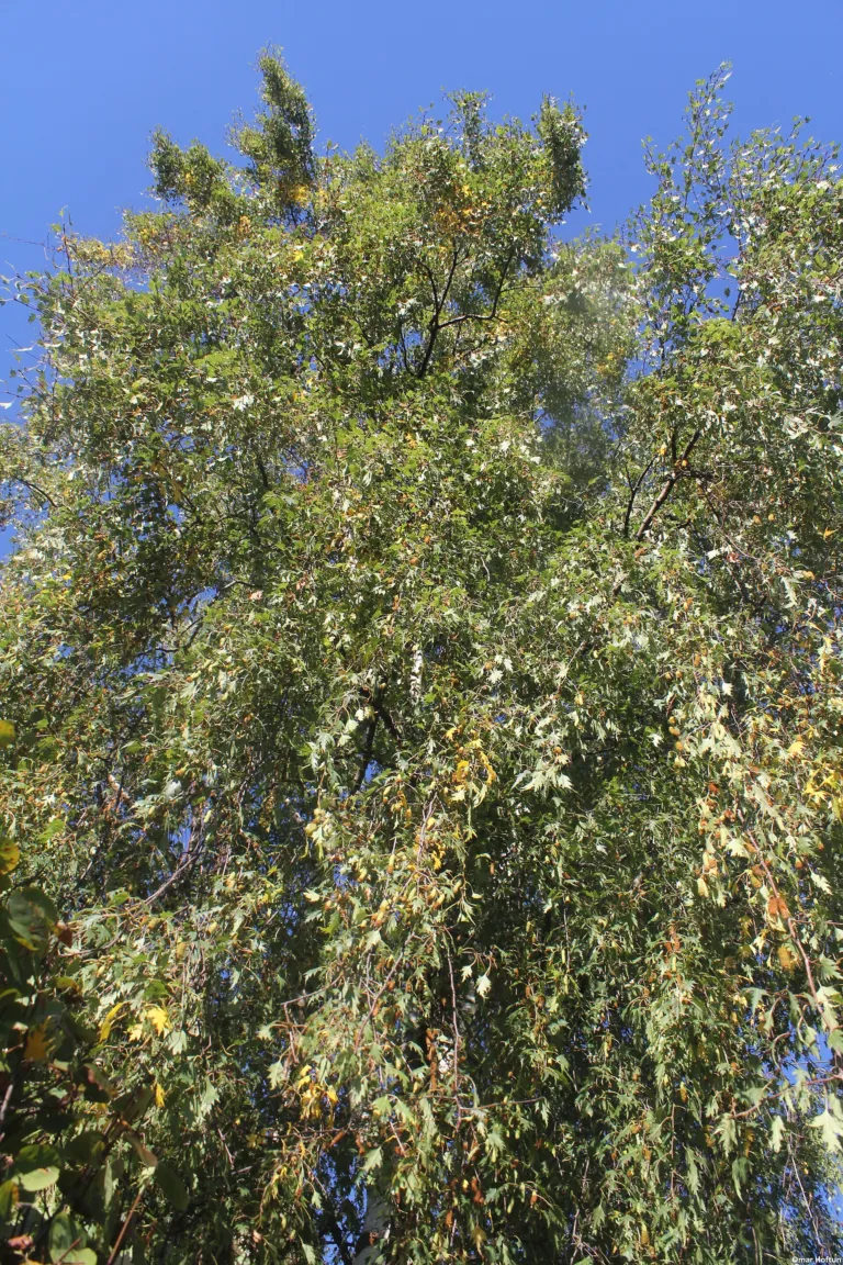 Betula pendula 'Laciniata'