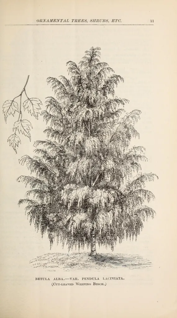Cutleaf European White Birch (Betula pendula 'Laciniata') – characteristic appearance, plant photo