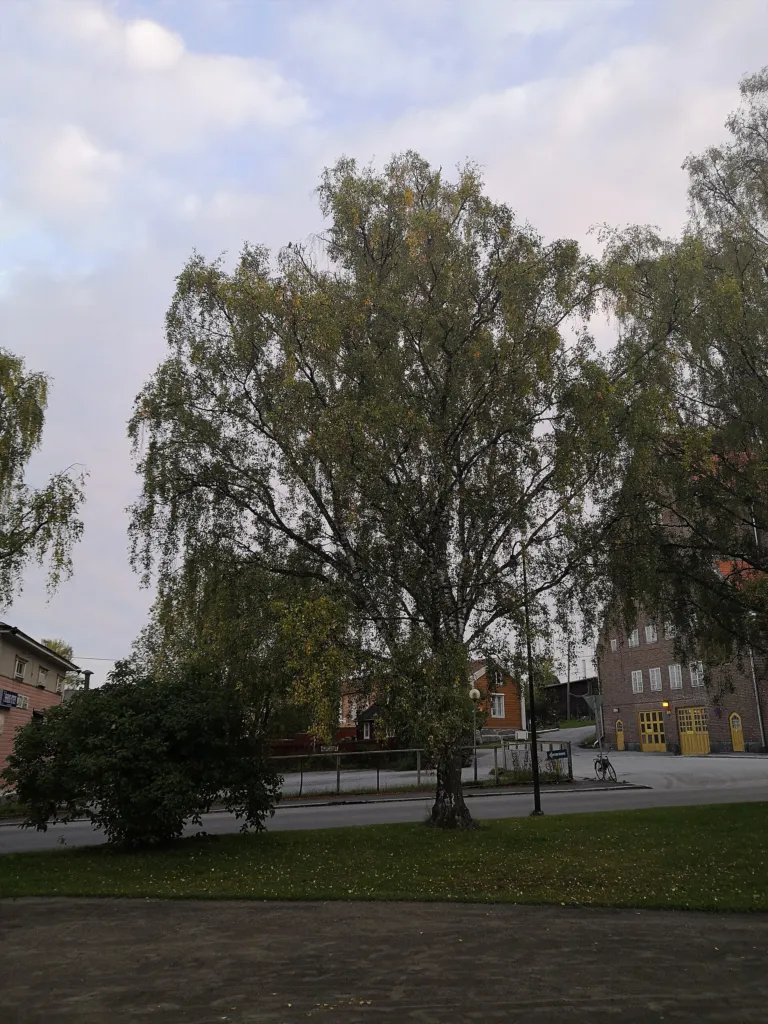 Cutleaf European White Birch (Betula pendula 'Laciniata') – characteristic appearance, plant photo