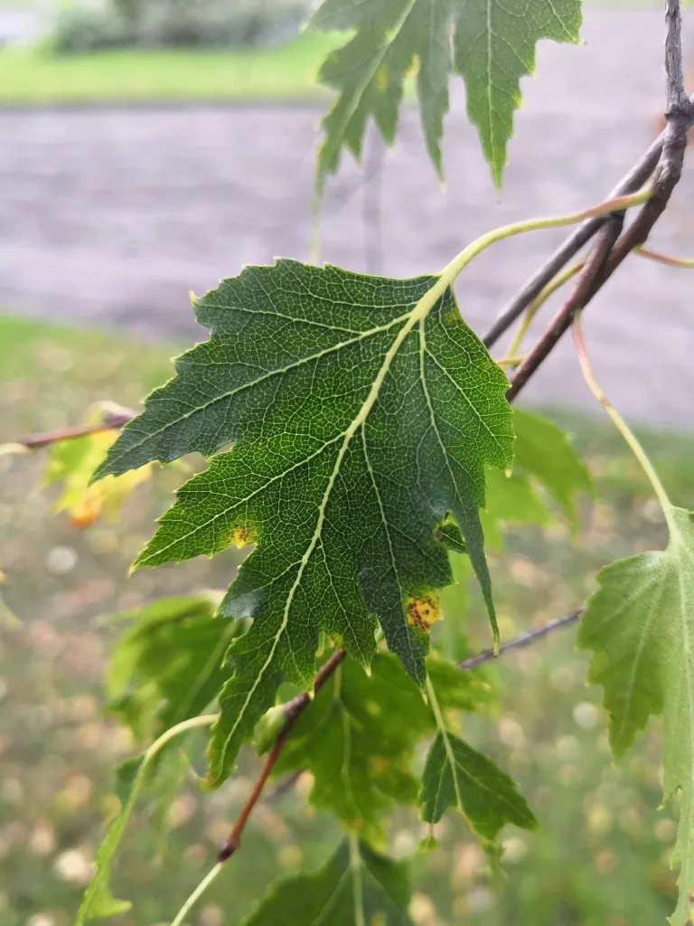 Cutleaf European White Birch (Betula pendula 'Laciniata') – characteristic appearance, plant photo