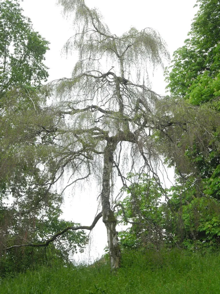 Tristis (Betula pendula ‘Tristis’) (Betula pendula 'Tristis') – natural growth habit
