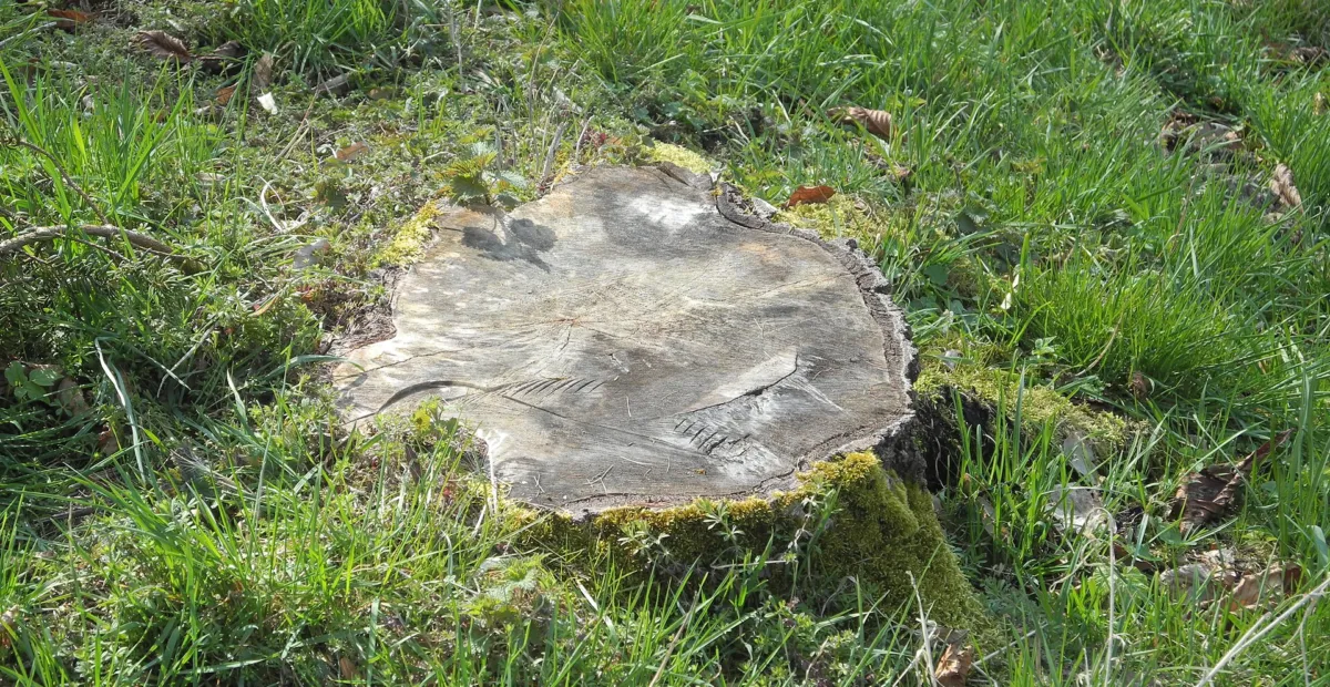 Betula pendula 'Tristis' – plant photo