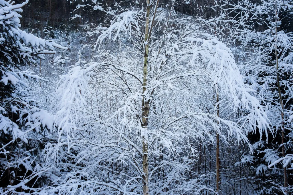 Tristis (Betula pendula ‘Tristis’) (Betula pendula 'Tristis') – characteristic