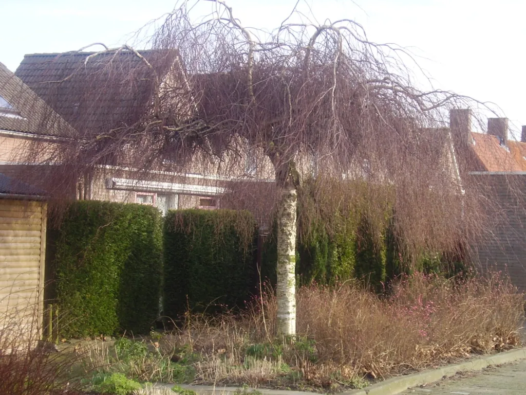 Tristis (Betula pendula ‘Tristis’) (Betula pendula 'Tristis') – characteristic