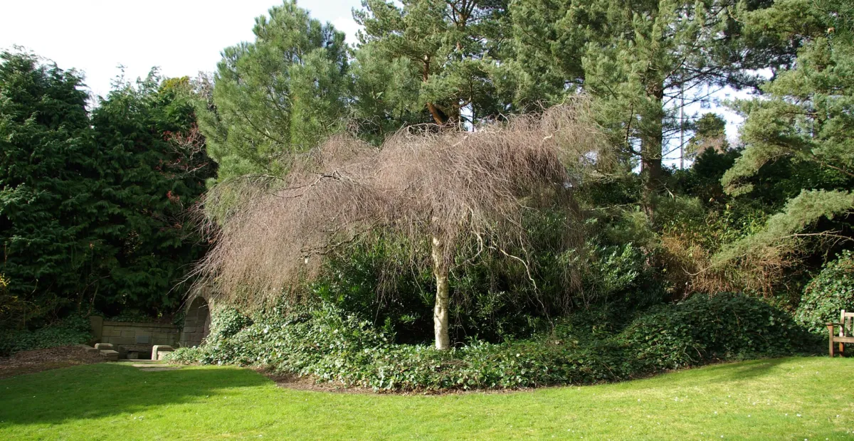Betula pendula 'Youngii' – plant photo