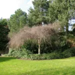 Youngii (Betula pendula ‘Youngii’) (Betula pendula 'Youngii') – plant photo
