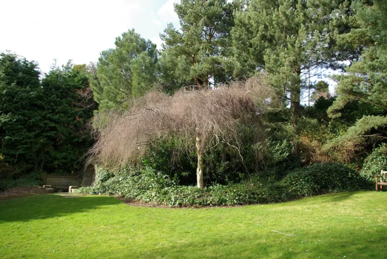 Betula pendula 'Youngii'