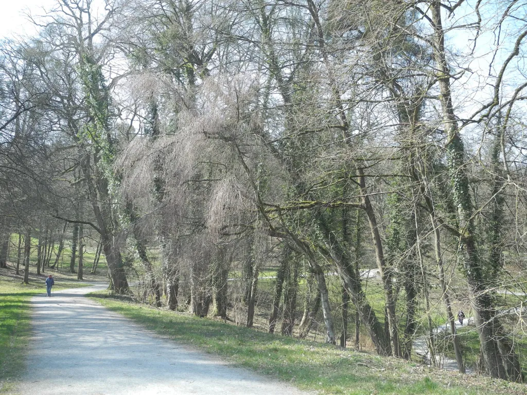 Youngii (Betula pendula ‘Youngii’) (Betula pendula 'Youngii') – natural growth habit