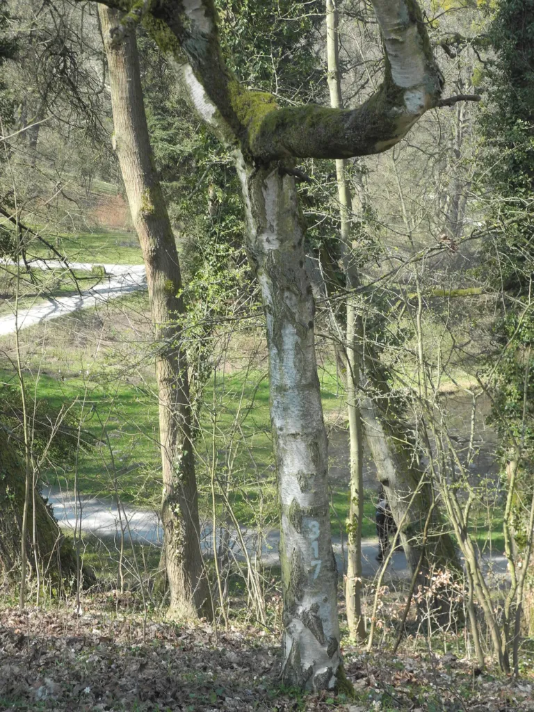 Youngii (Betula pendula ‘Youngii’) (Betula pendula 'Youngii') – natural growth habit