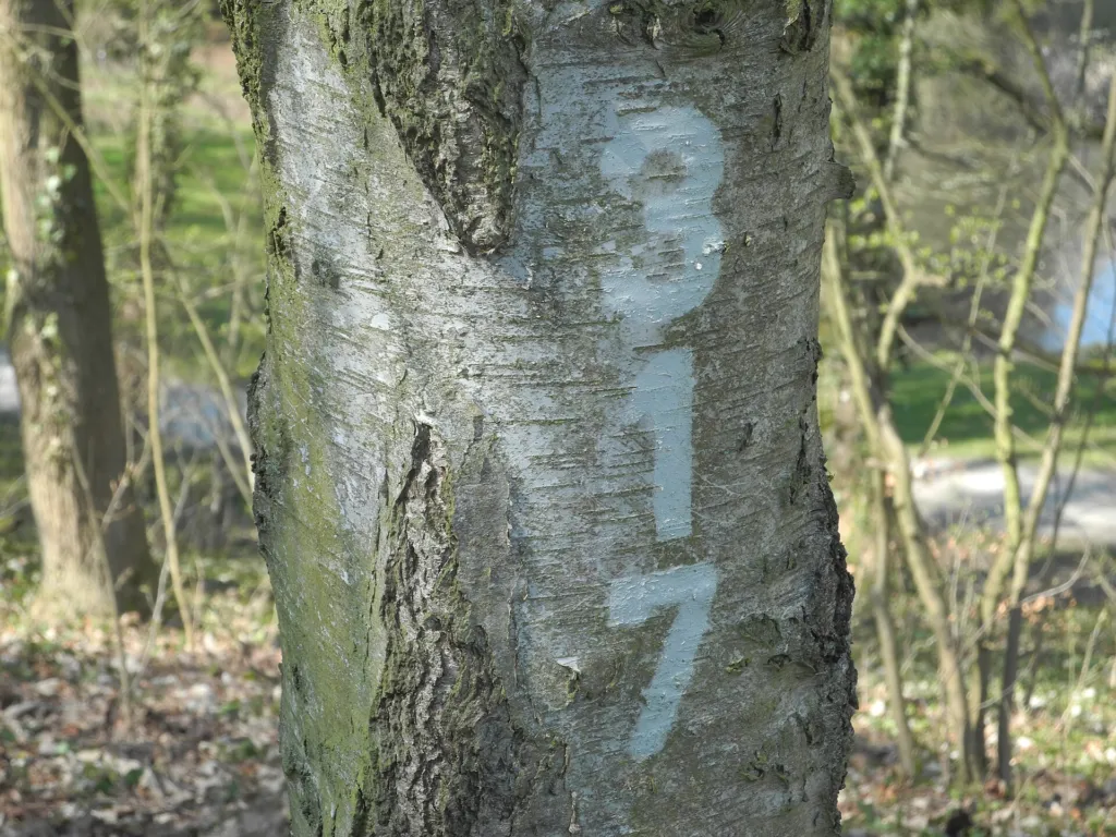 Youngii (Betula pendula ‘Youngii’) (Betula pendula 'Youngii') – natural growth habit
