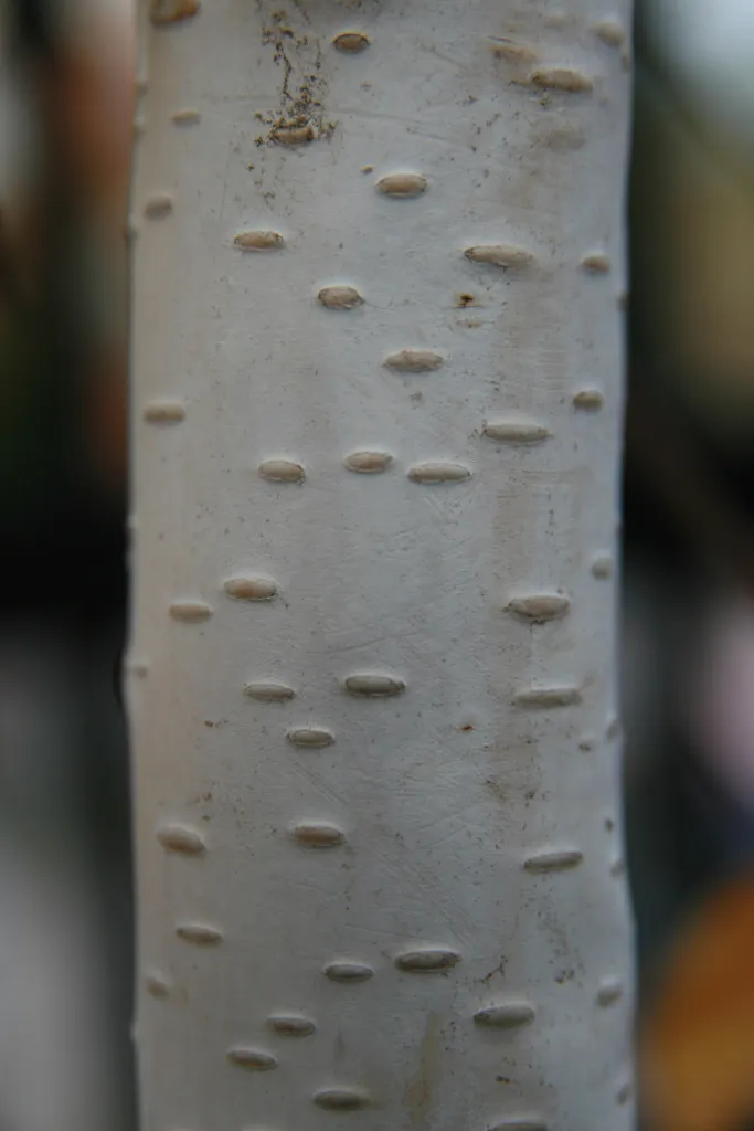 Jacquemontii (Betula utilis ‘Jacquemontii’) (Betula utilis 'Jacquemontii') – in a