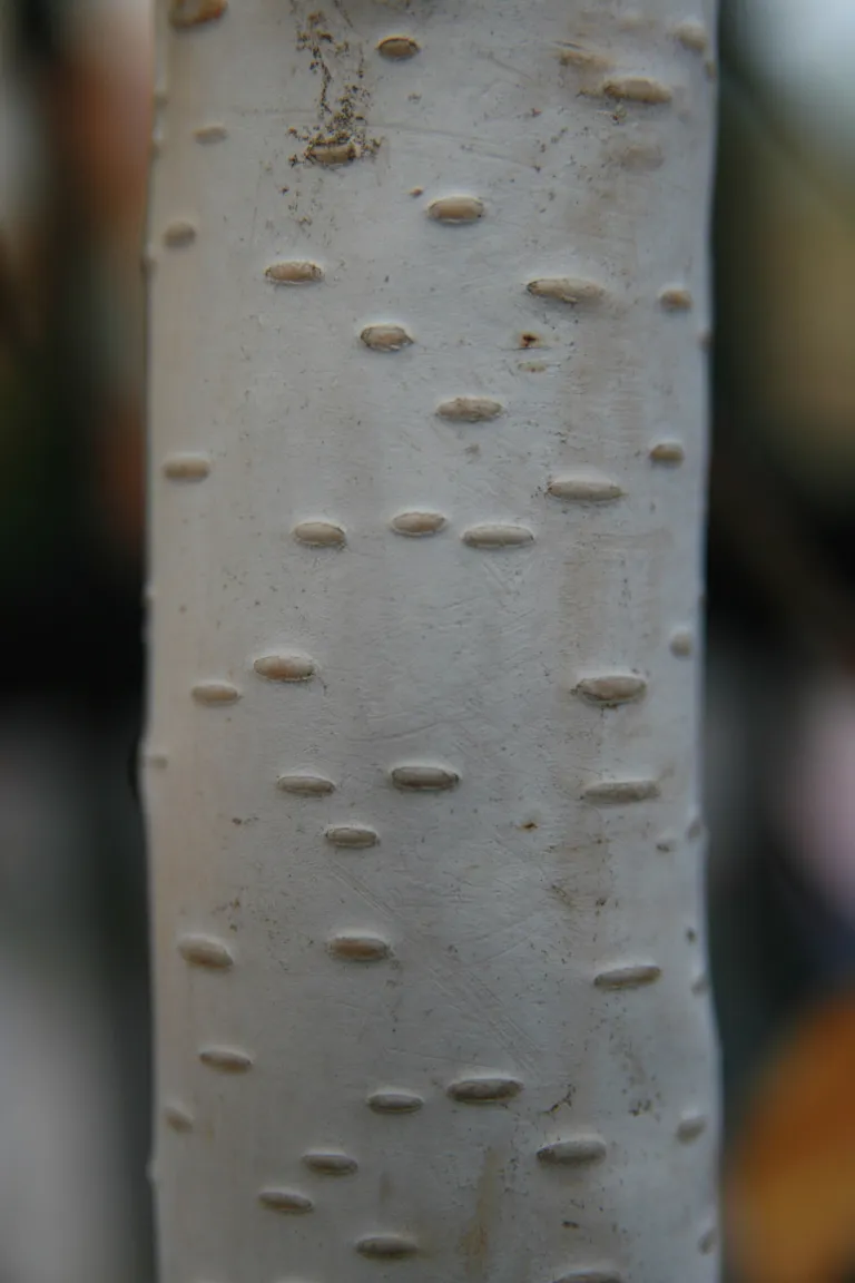 Jacquemontii (Betula utilis ‘Jacquemontii’) (Betula utilis 'Jacquemontii') – in a