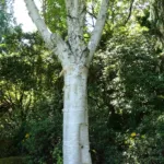 Jacquemontii (Betula utilis ‘Jacquemontii’) (Betula utilis 'Jacquemontii') – plant photo