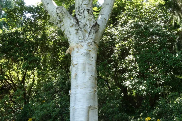Betula utilis 'Jacquemontii'