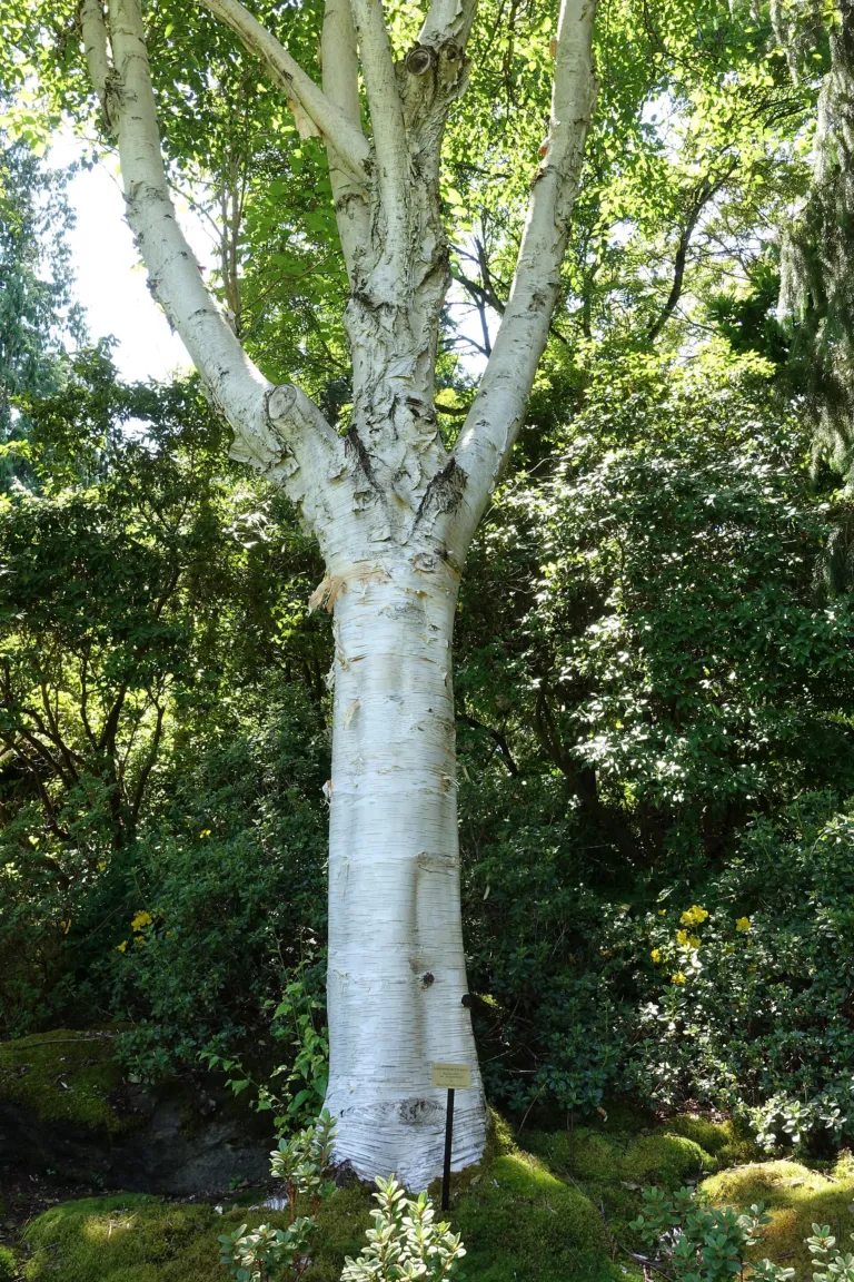Betula utilis 'Jacquemontii'
