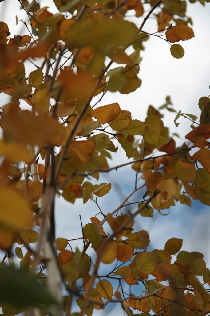 Jacquemontii (Betula utilis ‘Jacquemontii’) (Betula utilis 'Jacquemontii') – in a