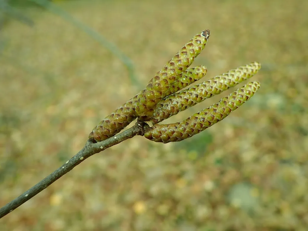 Jacquemontii (Betula utilis ‘Jacquemontii’) (Betula utilis 'Jacquemontii') – in a
