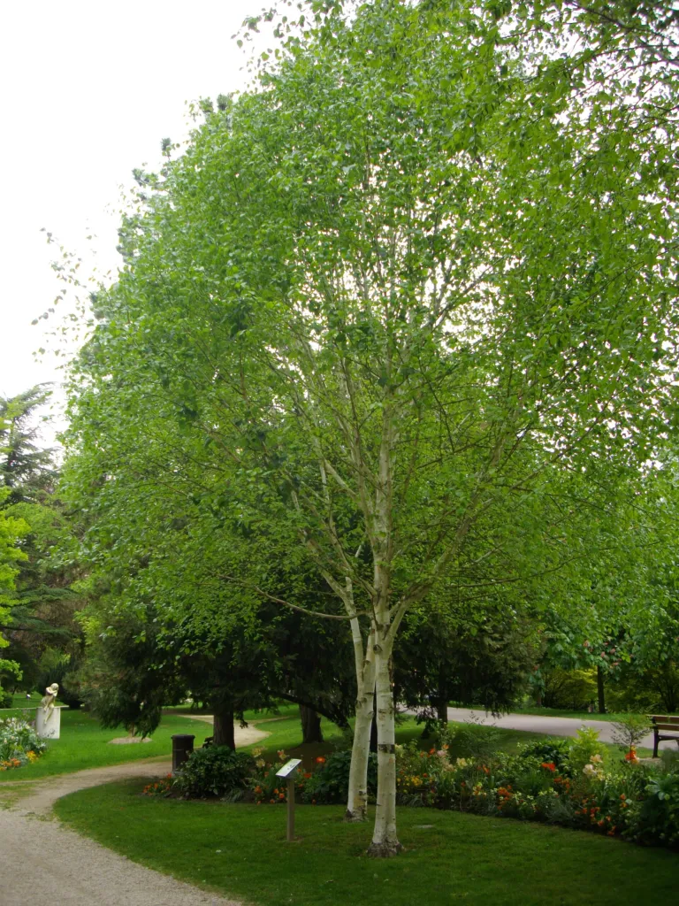 Jacquemontii (Betula utilis ‘Jacquemontii’) (Betula utilis 'Jacquemontii') – in a