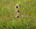 Bienen-Ragwurz (Ophrys apifera) – Pflege