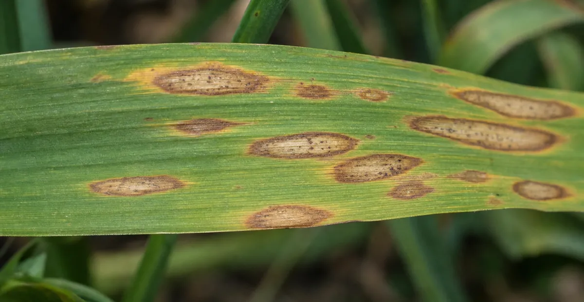 Bipolaris Leaf Spot, Spot Blotch and Common Root Rot