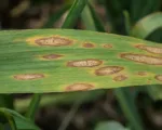 Bipolaris Leaf Spot, Spot Blotch and Common Root Rot