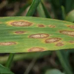 Bipolaris Leaf Spot, Spot Blotch and Common Root Rot