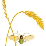 Bird Cherry-Oat Aphid