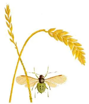 Bird Cherry-Oat Aphid