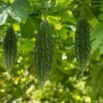 Bitter Gourd (Momordica charantia) – plant photo