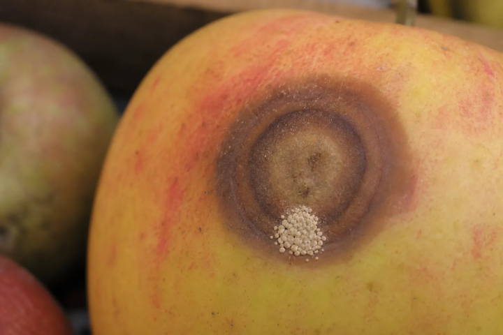 Bitterfäule und Lentizellenfruchtfäule an Apfel und Birne