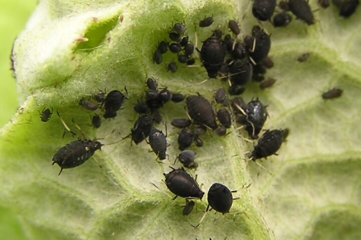 Black Bean Aphid