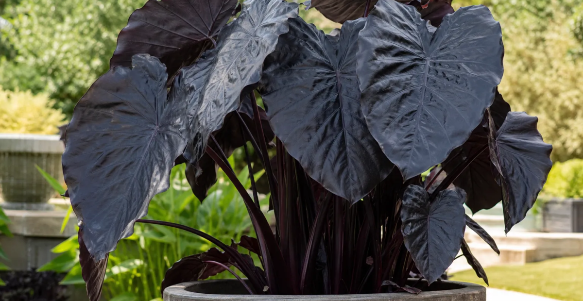 Colocasia esculenta 'Black Coral' – fotografia rastliny