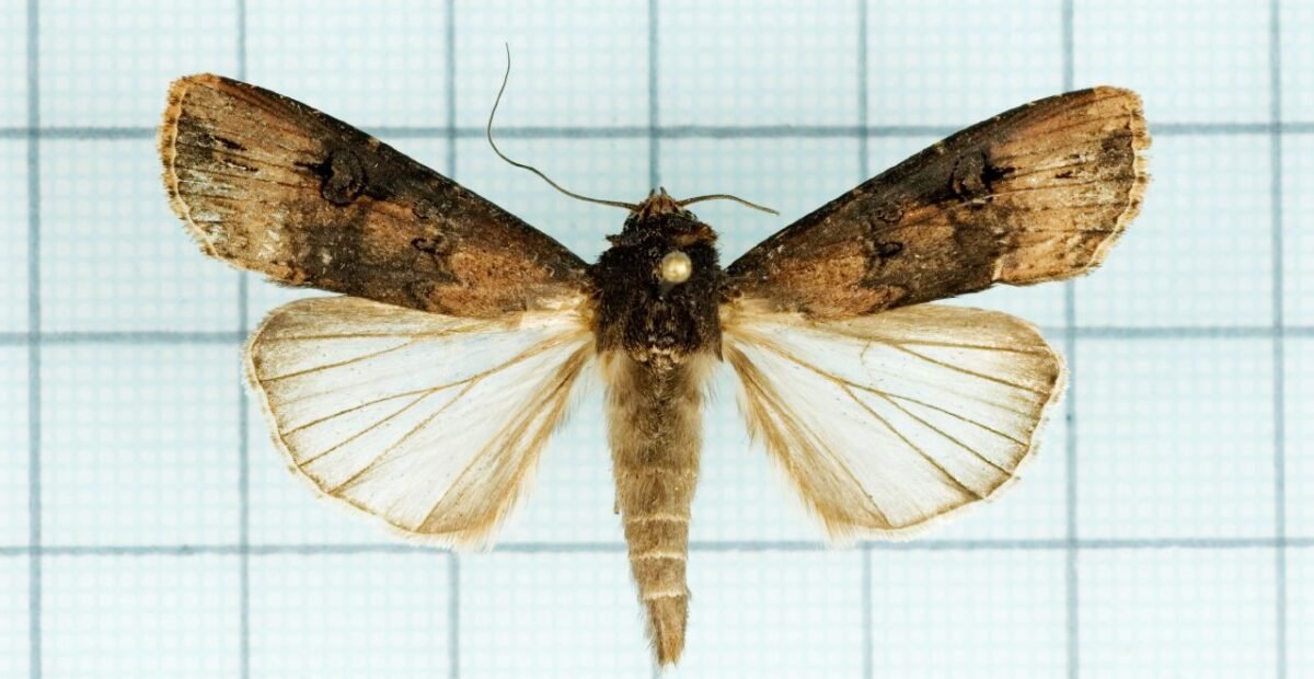 Black cutworm