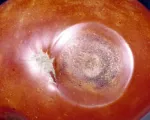 Black Dot Disease