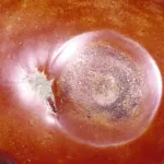 Black Dot Disease