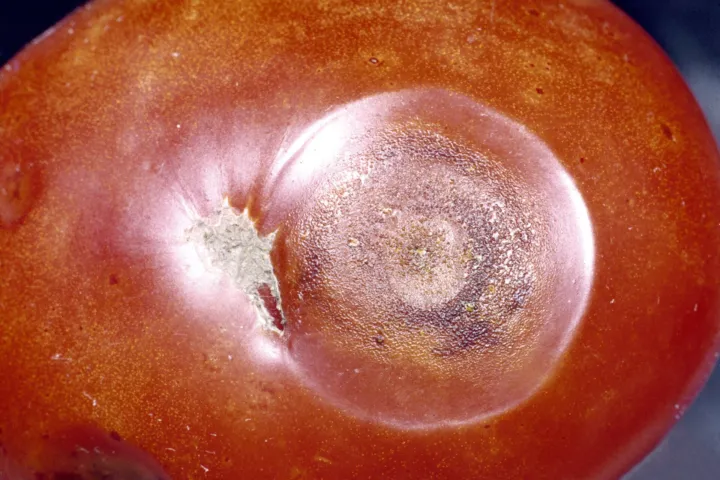 Black Dot Disease