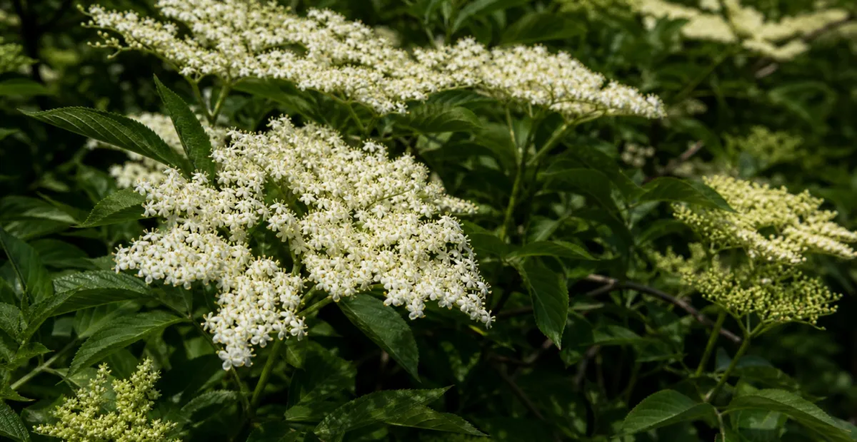Black Elder (Sambucus nigra) – plant photo